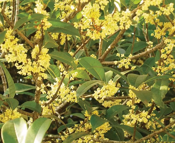 Vì thế Mộc Hương nhiều năm tuổi ở Việt Nam giờ rất hiếm. Những cây còn sót lại đều được nuôi trồng cẩn thận, có tuổi thọ cao, giá trị lên tới hàng chục tỷ đồng.