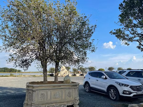 Với vẻ đẹp mộc mạc và nhiều công dụng hữu ích, Mộc Hương từng bị giới buôn cây Trung Quốc lùng mua ráo riết khắp các vùng miền núi phía Tây Bắc để đưa về nước họ trồng.