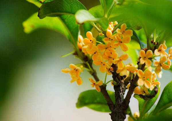 Ngoài tác dụng làm cảnh thì cây Mộc Hương còn được dùng để làm thuốc. Hoa của cây được dùng làm thuốc trị ho, giải cảm hiệu quả. Còn rễ cây Mộc Hương được dùng để chữa bệnh về xương khớp, đau lưng do thận yếu...