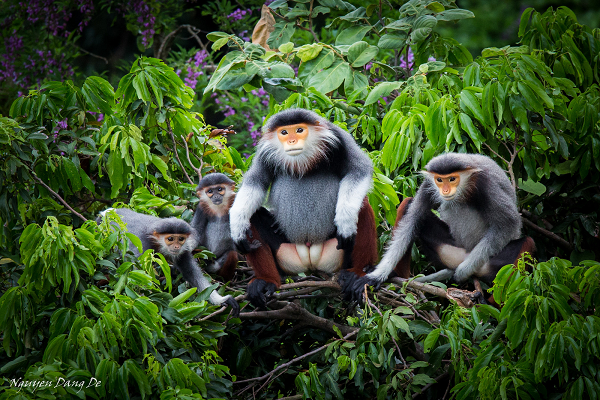 Theo ghi nhận, 2 cá thể Voọc ngũ sắc thường xuyên xuất hiện ở khu vực bếp để lấy trộm thức ăn, hoa quả hoặc leo trèo tung tăng ở khu vực sân golf của khu nghỉ dưỡng.