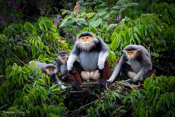 Theo ghi nhận, 2 cá thể Voọc ngũ sắc thường xuyên xuất hiện ở khu vực bếp để lấy trộm thức ăn, hoa quả hoặc leo trèo tung tăng ở khu vực sân golf của khu nghỉ dưỡng.