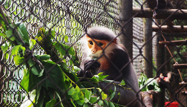 Loài này thuộc danh mục nhóm IIB ở mức nguy cấp trong sách đỏ Việt Nam. Tổ chức bảo tồn thiên nhiên thế giới cũng xếp voọc ngũ sắc vào danh sách các loài động vật cần được bảo vệ vô điều kiện.