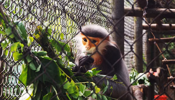 Loài này thuộc danh mục nhóm IIB ở mức nguy cấp trong sách đỏ Việt Nam. Tổ chức bảo tồn thiên nhiên thế giới cũng xếp voọc ngũ sắc vào danh sách các loài động vật cần được bảo vệ vô điều kiện.