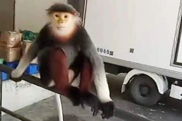 Voọc ngũ sắc (voọc chà vá chân nâu) có tên gọi khoa học Pygathrix nemaeus thuộc loài động vật nguy cấp có tên trong sách đỏ Việt Nam và thế giới.