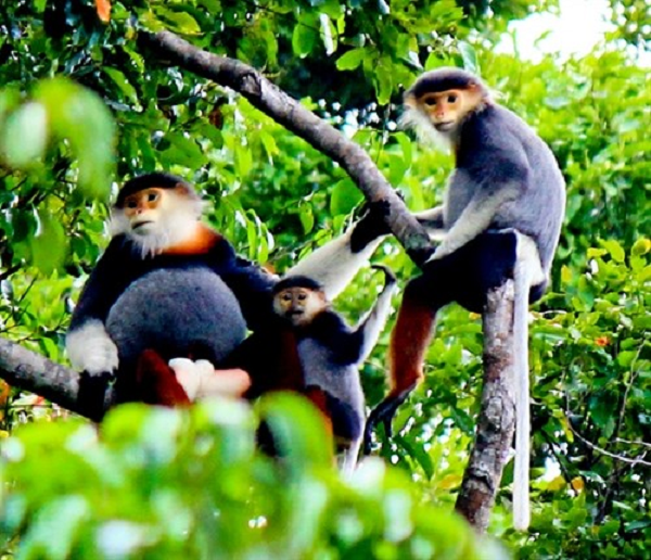 Một gia đình voọc thường có con đực đầu đàn, 2-3 voọc cái và vài voọc con. Voọc cái khi sinh con trong vòng 6 tháng thì hoàn toàn không “ăn nằm” với con đực.