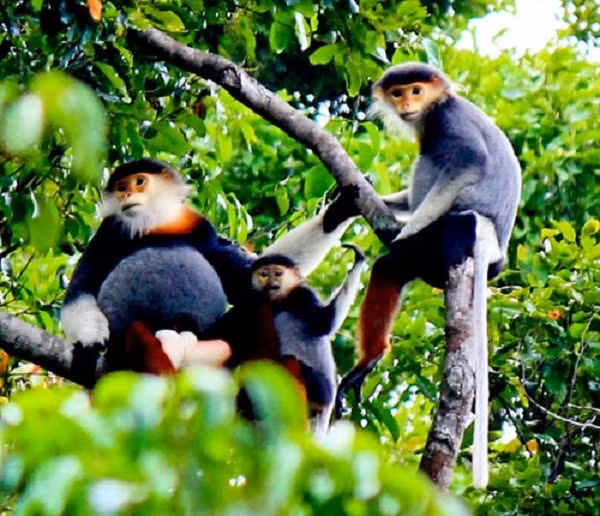 Một gia đình voọc thường có con đực đầu đàn, 2-3 voọc cái và vài voọc con. Voọc cái khi sinh con trong vòng 6 tháng thì hoàn toàn không “ăn nằm” với con đực.