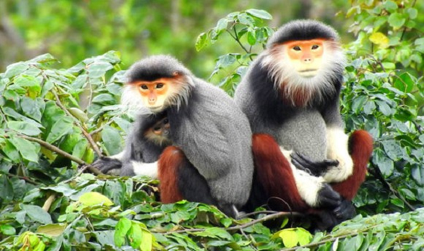 Khi đi kiếm ăn, voọc ngũ sắc đầu đàn thường ngồi ở vị trí cao nhất có thể bao quát xung quanh, để mắt tới mọi thành viên trong gia đình, có dáng vẻ uy nghi của một người đàn ông gia trưởng.