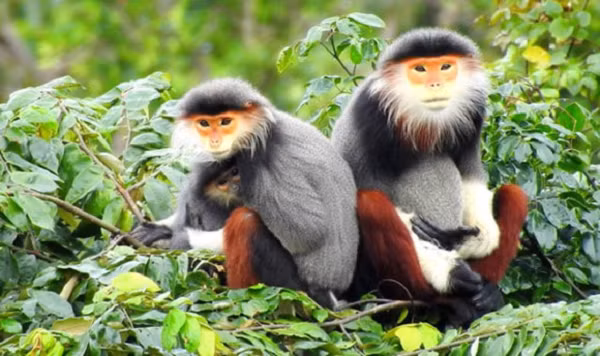 Khi đi kiếm ăn, voọc ngũ sắc đầu đàn thường ngồi ở vị trí cao nhất có thể bao quát xung quanh, để mắt tới mọi thành viên trong gia đình, có dáng vẻ uy nghi của một người đàn ông gia trưởng.