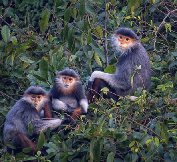Voọc con luôn là trung tâm chăm sóc và bảo vệ của cả đàn. Lúc di chuyển, nó bám lấy mẹ nhưng khi có chuyện gì xảy ra, voọc cha liền xuất hiện bảo vệ.