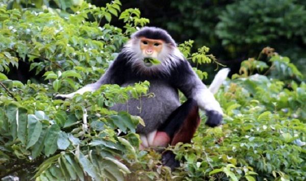 Đàn đông có thể lên đến hàng chục con, còn đàn nhỏ khoảng 4-5 con. Đàn đông gồm nhiều thế hệ và là tập hợp của những gia đình nhỏ cùng chung huyết thống.