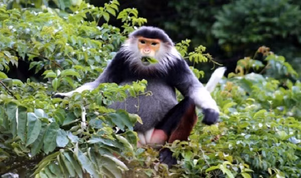 Đàn đông có thể lên đến hàng chục con, còn đàn nhỏ khoảng 4-5 con. Đàn đông gồm nhiều thế hệ và là tập hợp của những gia đình nhỏ cùng chung huyết thống.