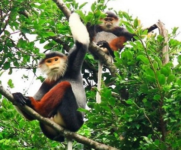 Voọc con luôn bám chặt lấy mẹ nhưng voọc cha mới thường xuyên chăm sóc và để ý đến con. Voọc con khi đã trưởng thành thì tách riêng đàn để lập gia đình mới và kiếm sống.