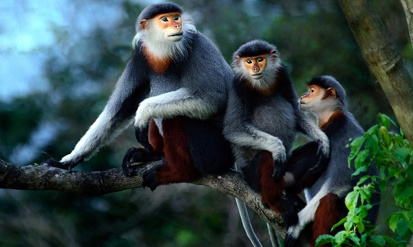 Theo nhận định ban đầu, 2 cá thể này là voọc có thể về từ rừng phòng hộ Bắc Hải Vân (gần khu nghỉ dưỡng Laguna Lăng Cô), bị tách đàn do trong bầy có con đực trẻ hơn thay thế.