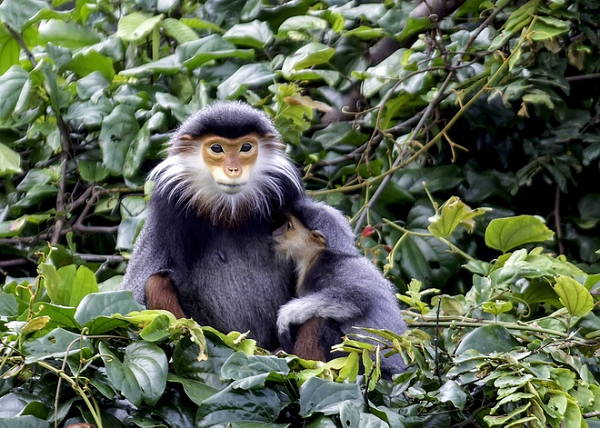 Không những thế, Tổ chức bảo vệ động vật hoang dã quốc tế còn tôn vinh voọc ngũ sắc là “nữ hoàng” của các loài linh trưởng.