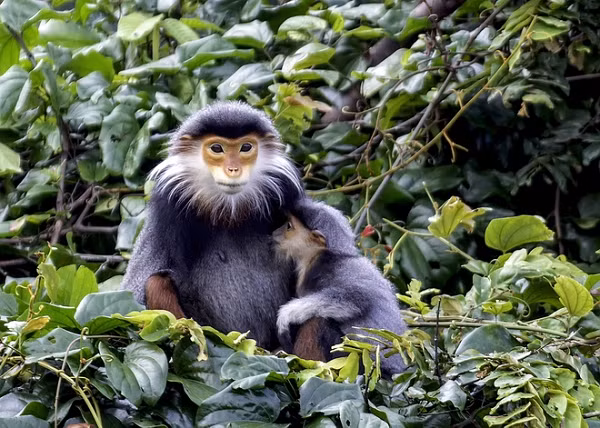 Không những thế, Tổ chức bảo vệ động vật hoang dã quốc tế còn tôn vinh voọc ngũ sắc là “nữ hoàng” của các loài linh trưởng.