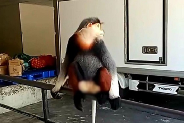 Ông Lê Văn Tường, Hạt trưởng Hạt Kiểm lâm huyện Phú Lộc, tỉnh Thừa Thiên – Huế cho biết, đơn vị vừa nhận được văn bản của khu nghỉ dưỡng Laguna Lăng Cô (xã Lộc Vĩnh, huyện Phú Lộc) trình báo về sự xuất hiện của 2 cá thể voọc ngũ sắc.