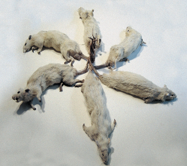 Và Đức cũng là nơi từng ghi nhận những "vua chuột" với số lượng không nhỏ xuất hiện. Suốt chiều dài lịch sử, hiện tượng "vua chuột" đã luôn được xem là điềm xấu đối với xã hội loài người, là thứ đem lại nỗi sợ hãi tột cùng.