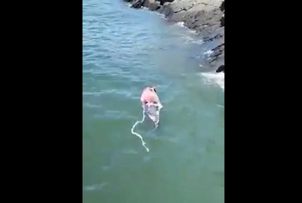 Thời điểm phát hiện, xác cá heo hồng trôi dạt sát vào gềnh đá gần khu vực đảo Khỉ (đảo Cát Dứa), trọng lượng khoảng 50-60kg, có thể đã chết trước đó từ 1-2 ngày.