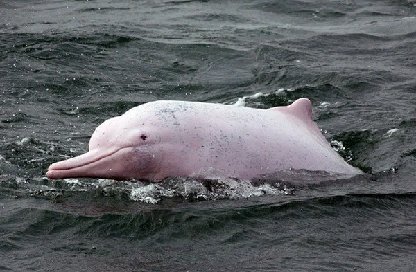 Loài cá heo hồng Ấn Độ Dương - Thái Bình Dương xuất hiện ở đồng bằng châu thổ sông Ngọc của Trung Quốc, khu vực Đông Nam Á và một số cá thể di chuyển từ Nam Phi đến Australia.