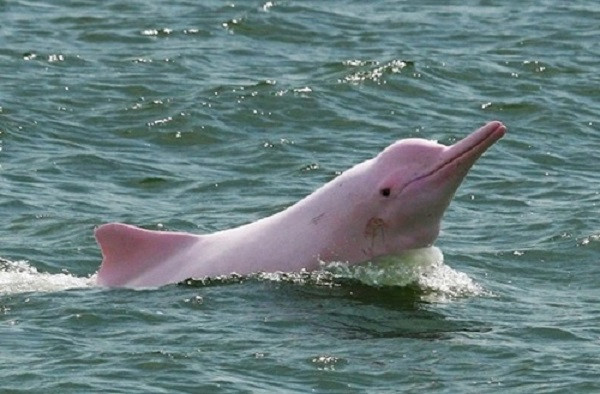 Loài cá này có thể sống đến khoảng 35-40 năm. Một chú cá heo đang lớn chuyển dần sang màu xám rồi hồng nhạt có thêm những đốm nhỏ.