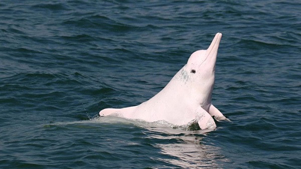 Đến khi trưởng thành, khoảng 30 tuổi chúng có màu hồng hoặc màu trắng. Màu hồng của chúng được cho là do các mạch máu tạo nên sắc tố.