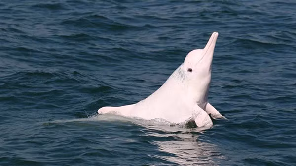 Đến khi trưởng thành, khoảng 30 tuổi chúng có màu hồng hoặc màu trắng. Màu hồng của chúng được cho là do các mạch máu tạo nên sắc tố.