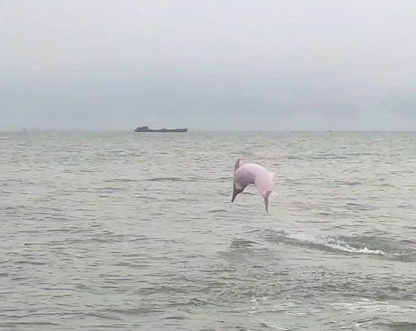 Sau khi nhận được tin, phía Ban quản lý đã yêu cầu lực lượng kiểm lâm phụ trách địa bàn đi xác minh, đồng thời tìm xác cá để vớt tuy nhiên chưa tìm thấy.