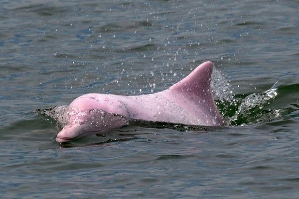 Về thông tin cá heo hồng chết nghi do kích điện, vị đại diện nói cần phải xác minh thêm. Nếu có hiện tượng tàu kích điện hoạt động sẽ phối hợp với các đồn biên phòng xử lý theo quy định của pháp luật.
