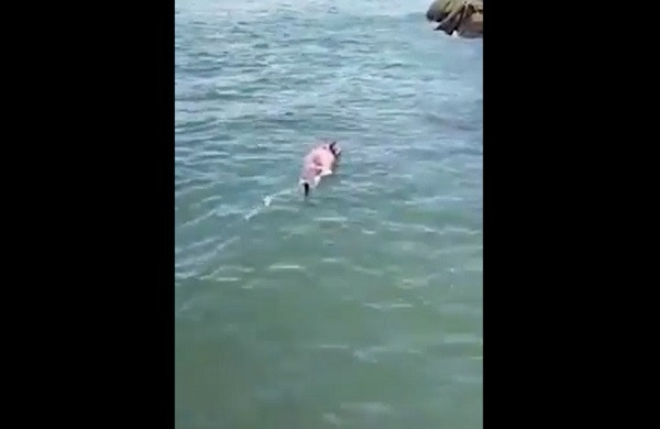 “Tôi không biết con cá heo chết ở biển Cát Hải có phải là con cá heo ở Đồ Sơn hay không. Tuy nhiên, qua quan sát bề ngoài, tôi thấy nó rất giống”, anh N. thành viên trong nhóm chia sẻ.