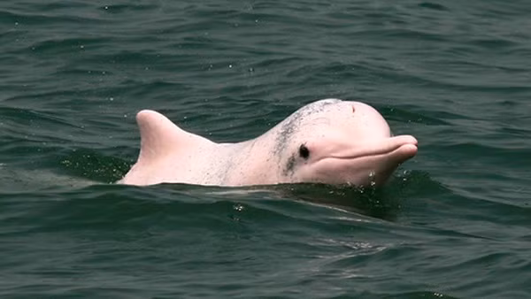 Loài cá heo này có tên khoa học là Sousa chinensis chinensis, hay còn gọi là cá heo lưng gù Thái Bình Dương, cá heo lưng gù, cá heo trắng Trung Quốc...