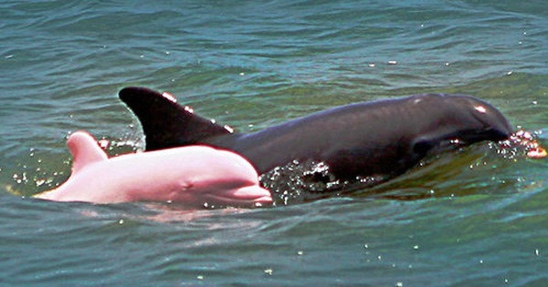 Tại Việt Nam, trước đây có tìm thấy cá heo hồng ở Quảng Ninh, Hải Phòng và Khánh Hòa.