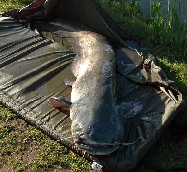 Wels (Cá trê khổng lồ) có thể dài tới 4m và nặng gần 200kg. Con thủy quái này có một bộ hàm khổng lồ với những chiếc răng nhỏ sắc như dao cạo, khiến cho không một con mồi nào có thể thoát khỏi. Tại Nga, người ta đã bắt được một con cá trê khổng lồ và phát hiện toàn bộ cơ thể một người bên trong dạ dày của nó.