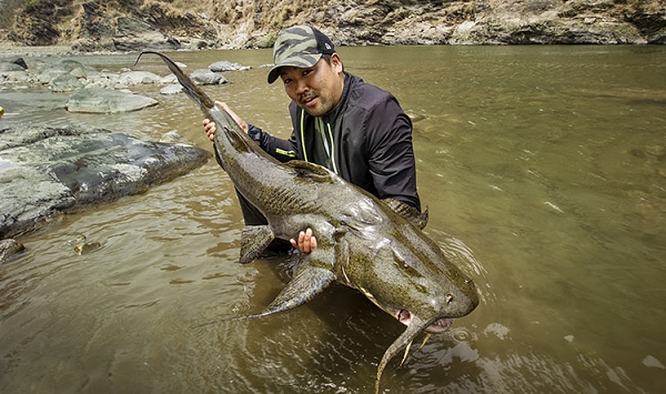 Goonch (Cá da trơn Ấn Độ) có chiều dài gần 2m và cân nặng khoảng 70kg. Loài thủy quái này cũng có một cái miệng khổng lồ cùng hàm răng tuy nhỏ nhưng sắc như dao cạo. Đã có báo cáo về một vụ bị tấn công bởi loài cá Goonch ở Ấn Độ và một cậu bé 18 tuổi đã thiệt mạng.