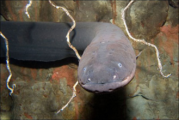 Lươn điện (Cá da trơn) sống trong những con suối và ao nước gần lưu vực sông Amazon hoặc các phụ lưu của sông ở khu vực Nam Mỹ. Thức ăn chủ yếu là cá, nhưng có khi cả động vật lưỡng cư. Đặc biệt, chúng có khả năng phóng ra dòng điện tới 600 volt. Dòng điện này đủ khả năng để giết một người trưởng thành.