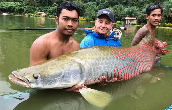 Arapaima là loài cá ăn thịt khổng lồ gây nhiều ám ảnh trong các vùng nước ở rừng Amazon. Đây là một trong những loài cá nước ngọt lớn nhất trên thế giới. Nó được mệnh danh là ''thủy quái'' ở vùng sông Amazon.