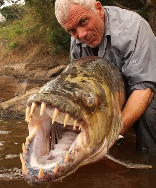 Cá hổ Tigerfish Goliath khổng lồ là một trong những loài thủy quái nước ngọt hung dữ nhất hành tinh. Nó được coi là quái vật nước ngọt ở các lưu vực sông Congo. Trên các con sông ở châu Phi, nhất là Congo, nếu có nửa xác cá trôi trên xông với vết đứt nham nhở, thì chính xác là do cá hổ Tigerfish Goliath tấn công.