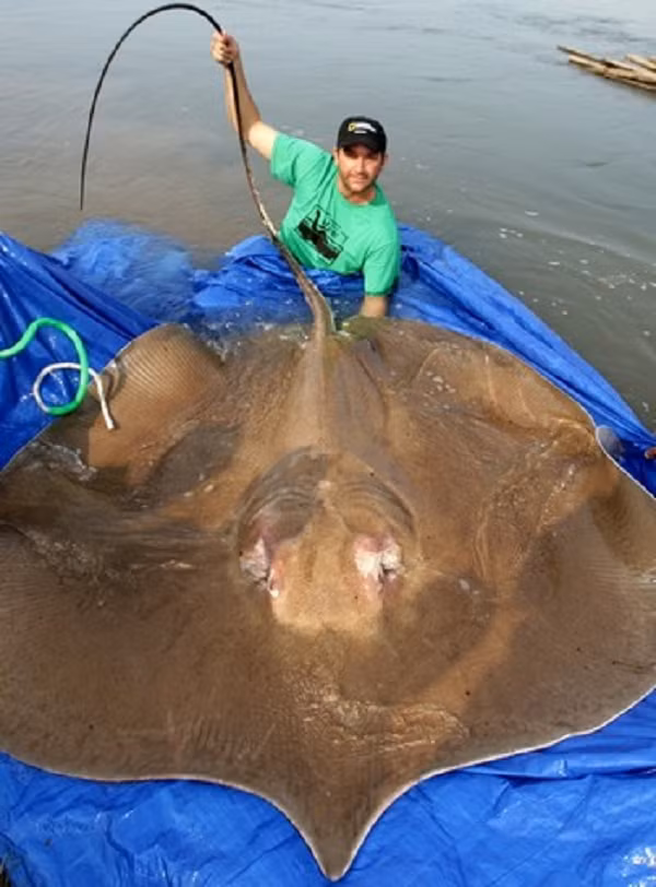 Stringray (Cá đuối nước ngọt) còn gọi là cá đuối gai độc thường sống ở các con sông thuộc khu vực Đông Nam Á. Có một thân hình dẹt như chiếc đĩa khổng lồ, loài cá này nổi tiếng không phải vì sự hung dữ hay những vụ tấn công con người, mà vì chất kịch độc nằm trong cái đuôi dài tới 0,2m.