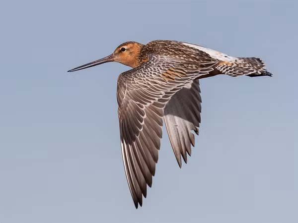 Nếu những con chim trong dự án Kivi Kuaka có thể cảm nhận được sóng hạ âm do bão hoặc sóng thần ở Thái Bình Dương tạo ra, thì chúng sẽ di chuyển để né tránh.