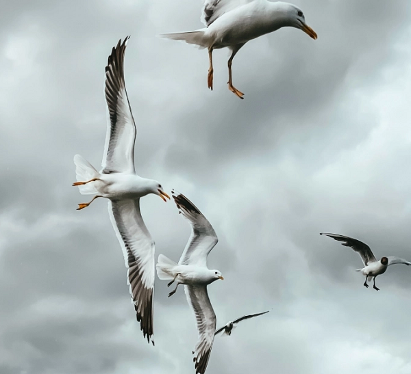 Đối với nhóm Kivi Kuaka, sóng thần là mối quan tâm chính; vì vệ tinh và mô hình máy tính đã có thể dự báo khá chính xác các trận cuồng phong và bão.