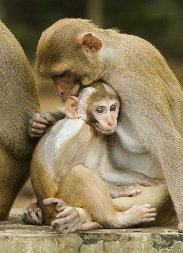 Trước năm 1975, khỉ vàng rất phổ biến ở các khu rừng các tỉnh phía Bắc tới Tây Nguyên trên diện tích ước tính khoảng &gt;20.000km2. Từ năm 1975 trở lại đây tình trạng của loài thay đổi rõ rệt. Số lượng quần thể giảm mạnh. Số lượng tiểu quần thể hiện nay khoảng 50.