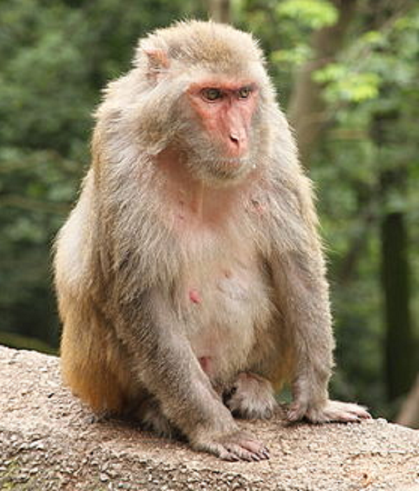 Khỉ vàng được sử dụng trong sản xuất vắc xin chống bệnh bại liệt trẻ em, làm vật mẫu, đối tượng nghiên cứu khoa học. Hiện nay đã được Viện vệ sinh dịch tễ Hà Nội (Bộ Y tế) tổ chức nhận nuôi tại Đảo Rều (Quảng Ninh) với số lượng hàng nghìn con để sản xuất vắc xin.