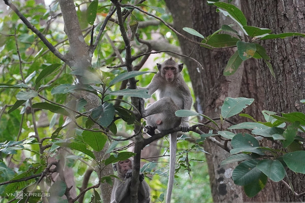 Khỉ đuôi dài (Macaca fascicularis) có đuôi dài gần bằng hoặc hơn chiều dài cơ thể. Chúng là loài có đuôi dài nhất. Lông chúng thường có màu xám đến nâu đỏ. Màu lông phía sau nhạt hơn, và lông trên đầu mọc hướng về sau.