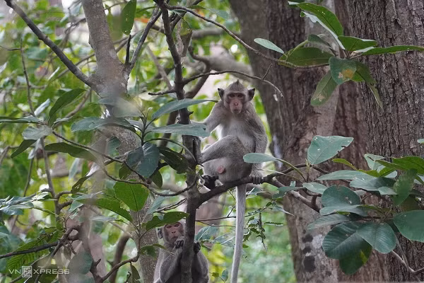 Khỉ đuôi dài (Macaca fascicularis) có đuôi dài gần bằng hoặc hơn chiều dài cơ thể. Chúng là loài có đuôi dài nhất. Lông chúng thường có màu xám đến nâu đỏ. Màu lông phía sau nhạt hơn, và lông trên đầu mọc hướng về sau.
