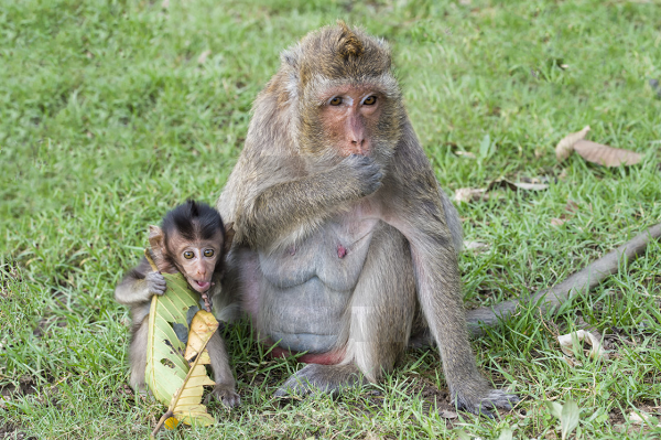 Khỉ đuôi dài nằm trong phụ lục II Công ước về buôn bán quốc tế các loài động vật, thực vật hoang dã nguy cấp. Nó cũng thuộc nhóm IIB, động vật rừng nguy cấp, quý hiếm.