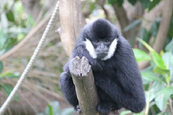 Tại Nghệ An, một quần thể 455 con vượn đen má trắng gồm nhiều đàn nhỏ đã được phát hiện năm 2011 tại Vườn quốc gia Pù Mát, (huyện Con Cuông, Nghệ An), gần biên giới với Lào.