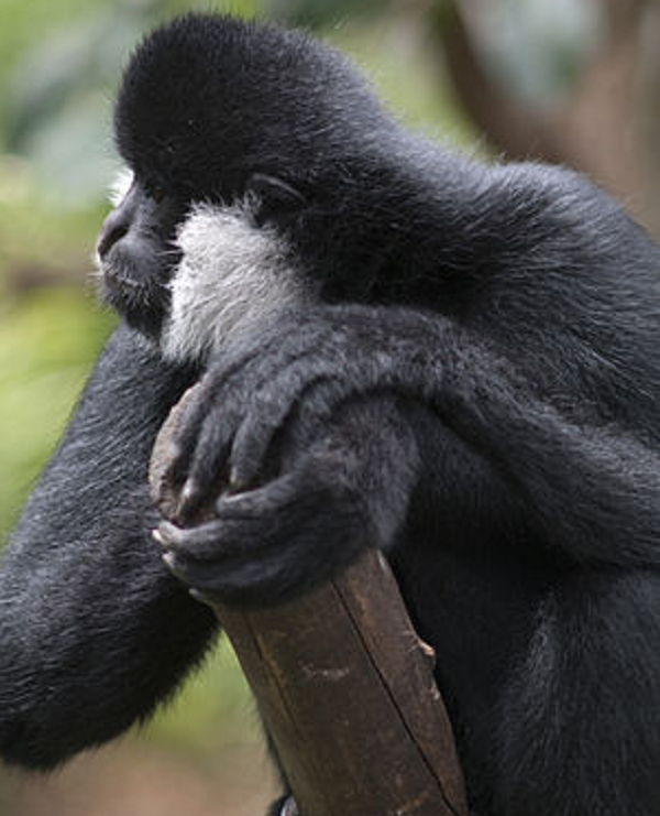 Những nơi phân bố hiện nay của vượn đen má trắng gồm Vườn Quốc gia Vũ Quang (Hà Tĩnh), Vườn Quốc gia Pù Mát (Nghệ An), Khu Bảo tồn thiên nhiên Mường Nhé (Lai Châu), Khu Bảo tồn thiên nhiên Xuân Liên và Pù Luông (Thanh Hóa).