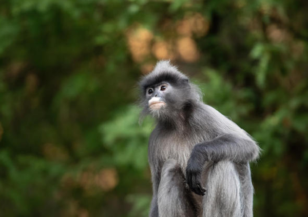 Voọc xám sinh sống thành đàn vài ba con nhưng có thể lên đến 40 con. Loài này đang đứng trước tình trạng nguy cấp (VU) trong sách đỏ Việt Nam và bậc nguy cấp trong sách đỏ thế giới.