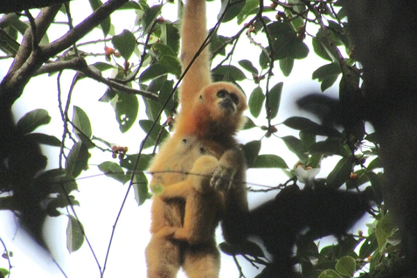 Theo số liệu thống kế danh lục động vật của Khu bảo tồn thiên nhiên (BTTN) Pù Hoạt trong tổng số 589 loài, thì bộ linh trưởng có 8/589 loài, đặc biệt trong đó có 2 loài linh trưởng quý hiếm đang đứng trước tình trạng nguy cấp (VU) trong sách đỏ Việt Nam.