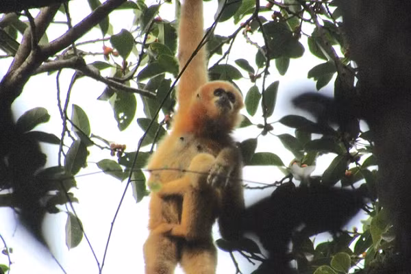 Theo số liệu thống kế danh lục động vật của Khu bảo tồn thiên nhiên (BTTN) Pù Hoạt trong tổng số 589 loài, thì bộ linh trưởng có 8/589 loài, đặc biệt trong đó có 2 loài linh trưởng quý hiếm đang đứng trước tình trạng nguy cấp (VU) trong sách đỏ Việt Nam.