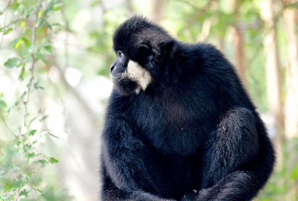 Hiện nay quần thể voọc xám và vượn đen má trắng sẽ được giám sát vị trí, số lượng của loài ở Khu BTTN Pù Hoạt trên các tuyến. Cán bộ Khu BTTN Pù Hoạt tiếp tục thiết lập và tiến hành dự án giám sát, để kịp thời phát hiện, ngăn chặn những mối đe dọa trực tiếp do săn bắn bất hợp pháp, các trường hợp vi phạm khác trong khu bảo tồn.